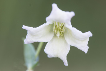 Fototapeta na wymiar Clematis campaniflora clematis portuguese is a beautiful plant with light blue to almost white bell-shaped flowers that bloom in the middle of August