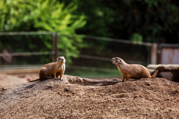 two sitting natural marmots looking in opposite directions. Curious european suslik posing to photographer. little sousliks observing