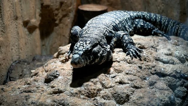 Argentine Black and White Tegu