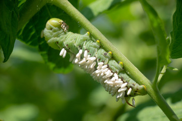 A tomato Hornworm caterpillar covered with braconid wasp cocoons.  