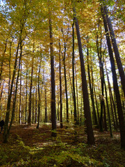 Wald im Herbst