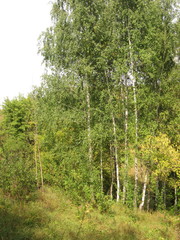 Fototapeta premium summer landscape slender birch trees on a hillside