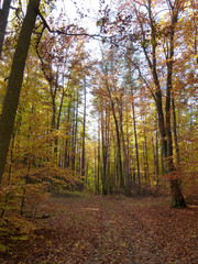 Obraz premium Wald im Herbst