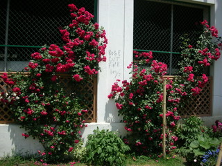 Fototapeta na wymiar roses on the porch