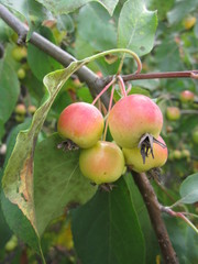 Small pink apples on the branch with green leaves