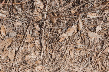 forest floor leaves texture