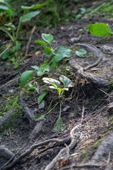 Fototapeta premium 0515