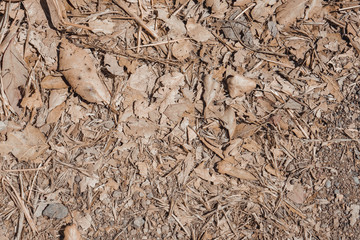 forest floor leaves texture