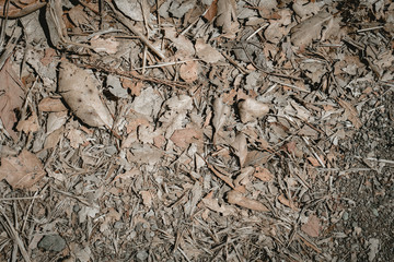 forest floor leaves texture