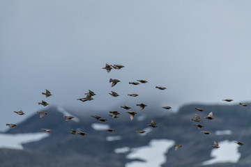 Flock of birds flying with the mountains background