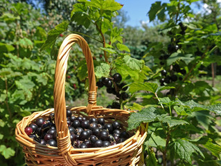 Fototapeta na wymiar Basket with blackcurrant berries on a background of green leaves. Harvesting Currants