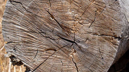 Wood stump texture