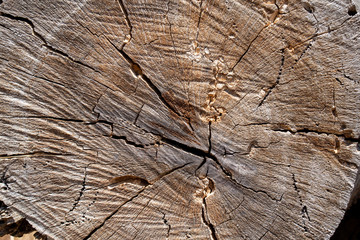 Wood stump texture