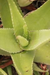 aloe plant