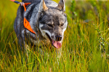 Moosehound aka Elkhound outdoor hunting