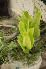 green plants in the garden