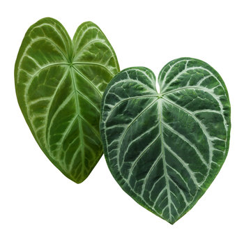 Heart-shaped green variegated leaves pattern of rare Anthurium plant the tropical foliage houseplant isolated on white background, clipping path included.