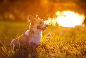 cute dog Corgi puppy sits on a bright green meadow bathed in warm summer light evening