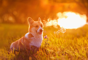 cute Corgi dog puppy sits on bright green meadow bathed in warm sunlight and shiny soap bubbles on a summer evening