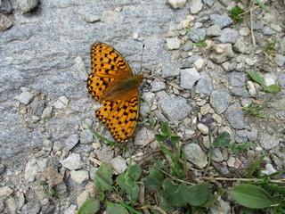  Papillon orange et noir (brenthis daphne) posé sur le sol