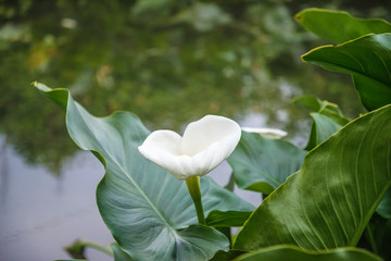 Beautiful white arum or calla lily flower with leaves near the river