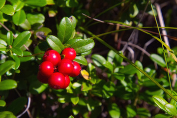 Ripe red lingonberry ( cowberry , partridgeberry ) grows in deep forest with natural background © sergeialyoshin
