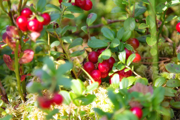 Ripe red lingonberry ( cowberry , partridgeberry ) grows in deep forest with natural background