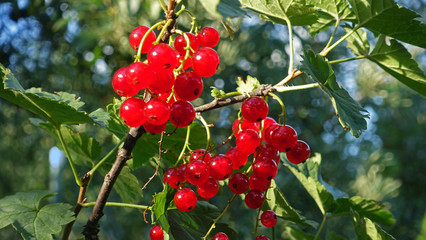 Redcurrant berries on a bush on a sunny day