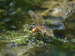 female brown hawker dragonfly (Aeshna grandis) laying eggs in small pond