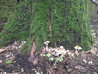 Colony of  mushrooms in front of a mossy wall.
