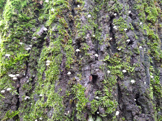 Colony of  mushrooms in front of a mossy wall. © OLGA