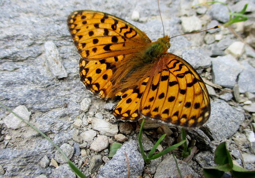 Papillon nacr&eacute; de la ronce (brenthis daphne). Gros plan en ext&eacute;rieur sur fond min&eacute;ral gris.