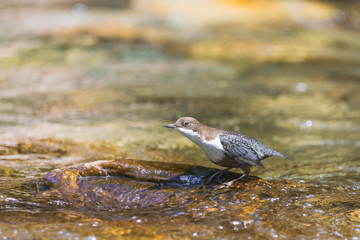 white-throated dipper (Cinclus cinclus) in the river