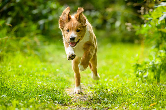 Bordertoller mix breed puppy running