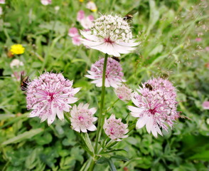 Fleurs roses de Grande astrance (Astrantia major)