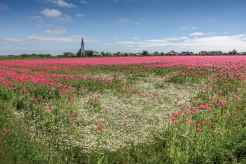 a large field with poppy with a church in the background