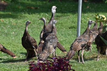 Wild turkeys on grass