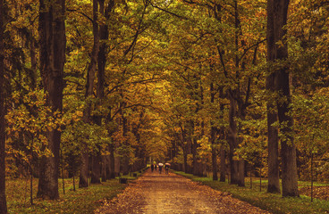 the road in the autumn Park path through the autumn forest