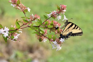 butterfly and bee on flower