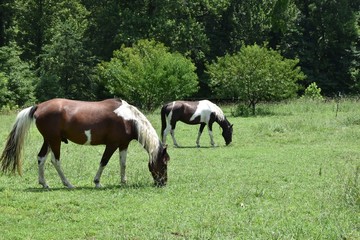Obraz na płótnie Canvas horses grazing in a meadow