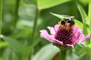 bee on flower