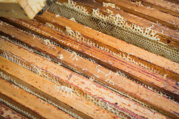 The beekeeper looks after bees, honeycombs, a lot of honey