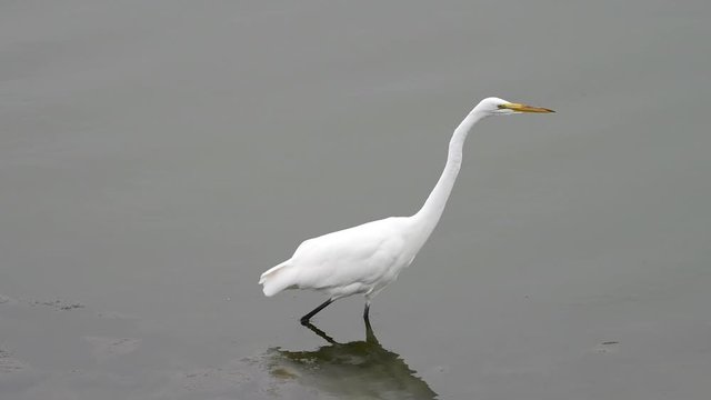 HD Video of a great egret, also known as the common egret, large egret, or great white egret or great white heron, walking in shallow coastal water hunting and catching fish. 