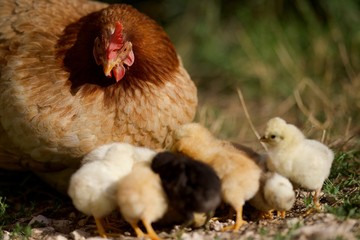 Poule et poussins