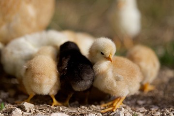 Poussins - volaille poule bébé © mathisprod