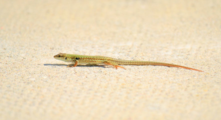 the sand lizard lacerta agilis