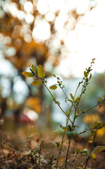 Cold september weather close up. Beautiful fading yellow leaves. Autumn forest or park natural landscape.