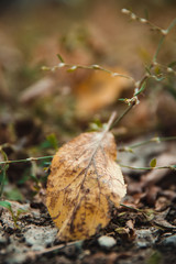 Beautiful fading yellow leaves. Autumn forest or park natural landscape close up. Cold september weather.
