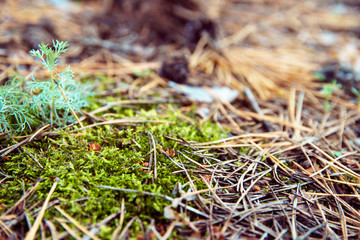 Pine cones, twigs and needles on ground. Woodland ecosystem. Thicket ground covered with autumn needles in softfocus.