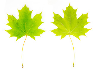 ein Ahornblatt (Vorderseite und Rückseite) vor weißem Hintergrund